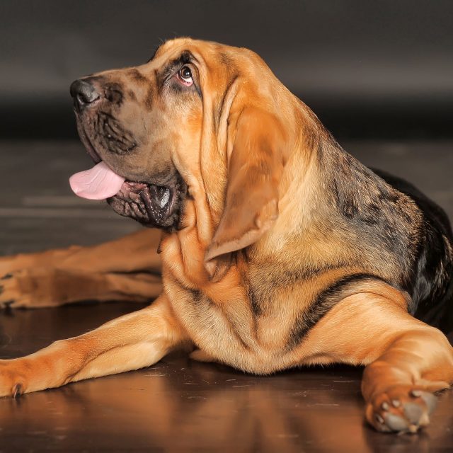 إلتهاب الفم عند الكلاب : تقرحات الأنسجة واللثة في الكلب