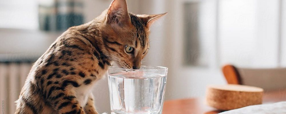 لماذا تشرب القطط كثيرا ؟