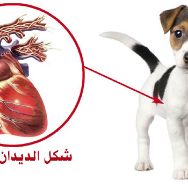 ديدان القلب في الكلاب .. الأعراض و العلاج