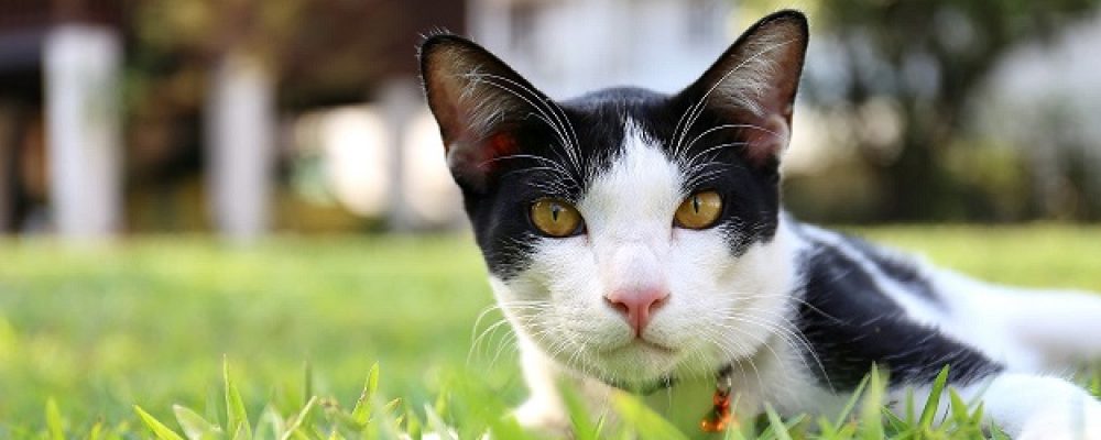 علاج امراض الكلى الخلقية عند القطط