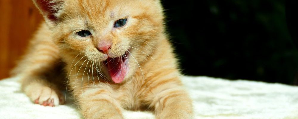 خطورة الانسداد المعوى عند القطط