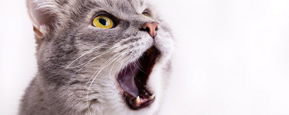 دوافع عدوانية الخوف عند القطط