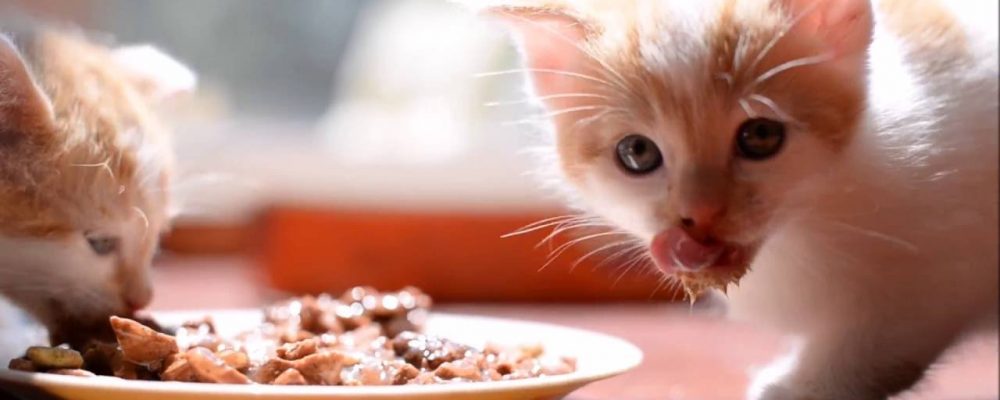 5 نصائح لاختيار أطباق طعام القطط