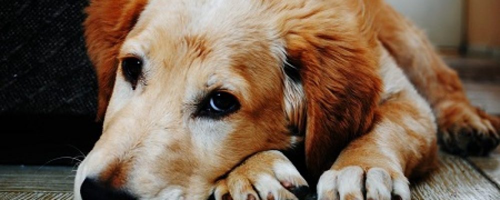اضطراب مفصل الورك عند الكلاب.. وعلاجه