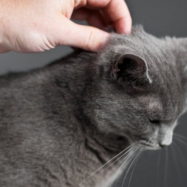 معلوماتان اساسيتان حول العناية بتقويم العمود الفقرى عند القطط