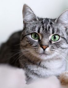خطورة ورم الخلايا القاعدية عند القطط