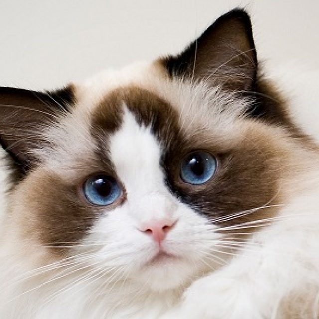 ما هو حل اصابات العين عند القطط ؟