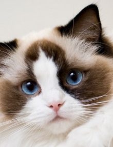 ما هو حل اصابات العين عند القطط ؟