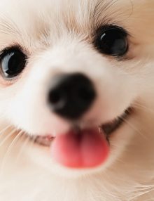 كيف تبدو تشوهات العيون الخلقية عند الكلاب ؟