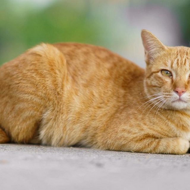 خطورة سرطان الغدد الشرجية عند القطط