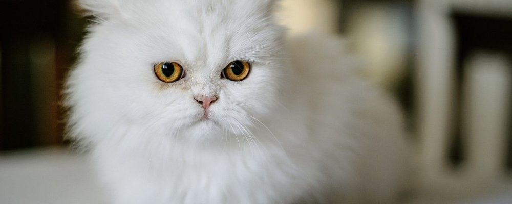 القطط الفارسية وسماتها الشخصية