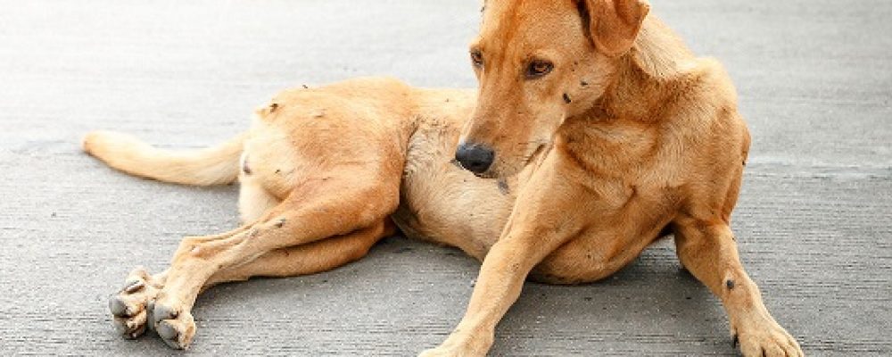 علاج التهابات المهبل عند الكلاب