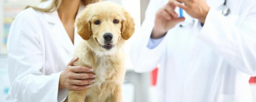 هل يمكن تطعيم الكلبة الحامل ؟ الادوية المسموح بها فترة الحمل والرضاعة