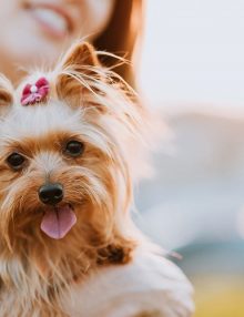 ماذا تعرف عن حمض اللاكتيك فى الكلاب ؟