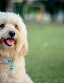 اضطراب مينا الاسنان عند الكلاب وعلاجه