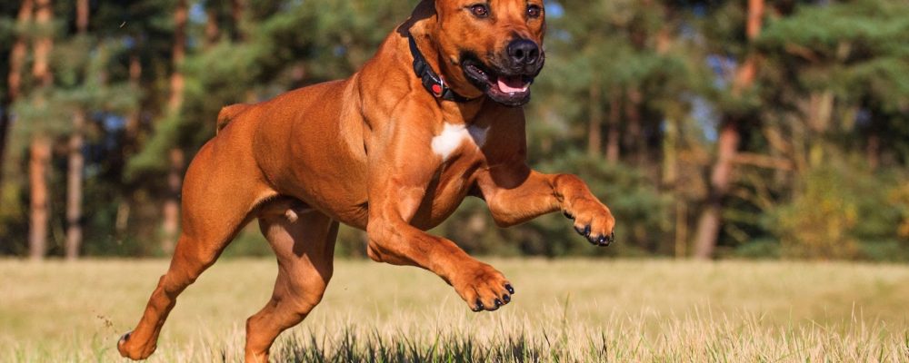 جراحة التهاب الركبة عند الكلاب بالخطوات