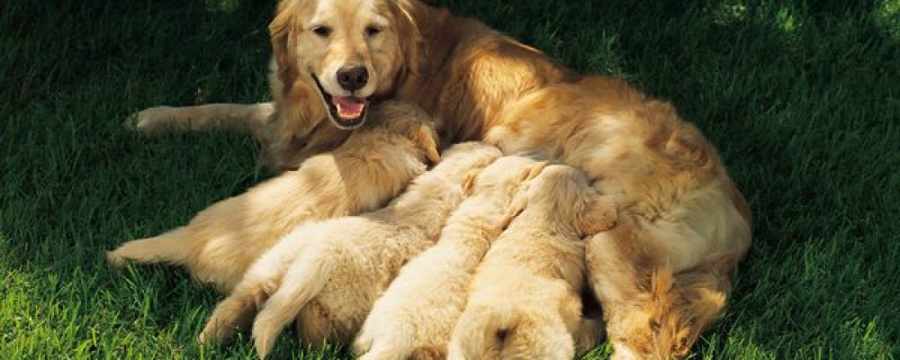 فيروس الهربس في الكلاب – Canine Herpes Virus