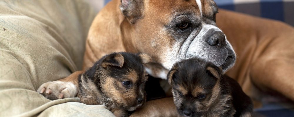 لماذا تأكل الكلبة أولادها ؟ المشاكل السلوكية في الكلاب بعد الولادة