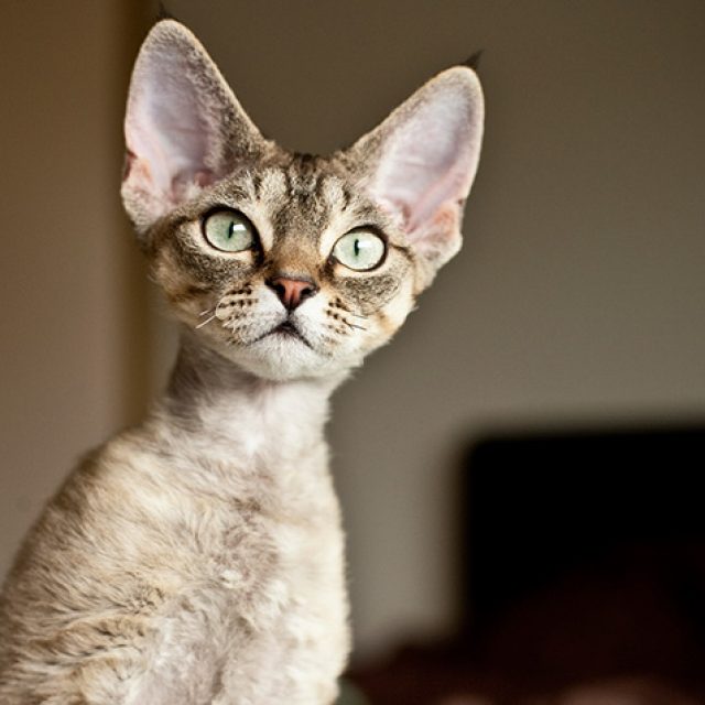 سلالة ديفون ريكس فى القطط “مقال شامل”