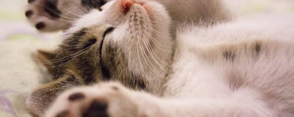 ازالة فص الرئة عند القطط”تعرف على الاسباب”