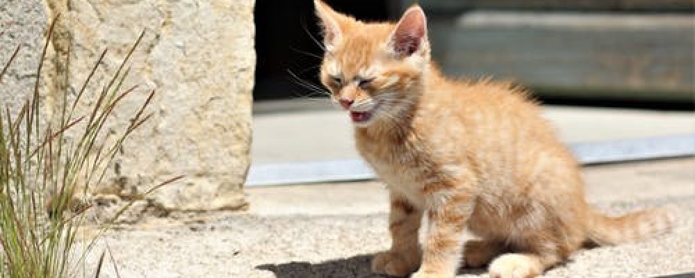 نوبات الصرع عند القطط “اليك الحل”