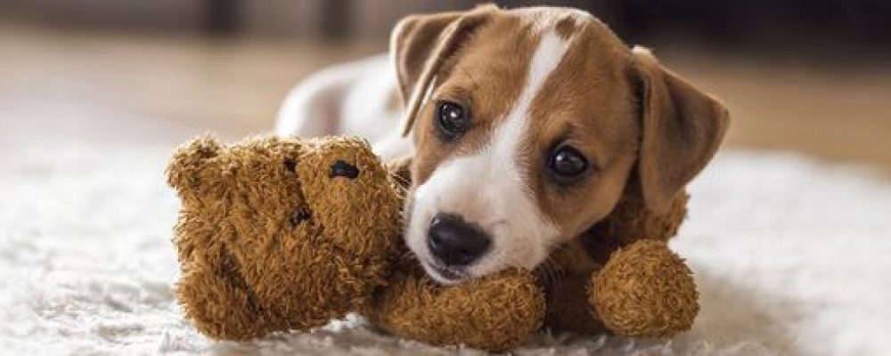علاج التهاب الانسجة الدهنية فى الكلاب