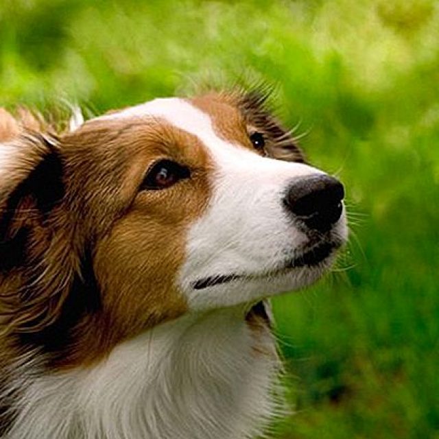 جراحة الحنجرة عند الكلاب وخطورتها