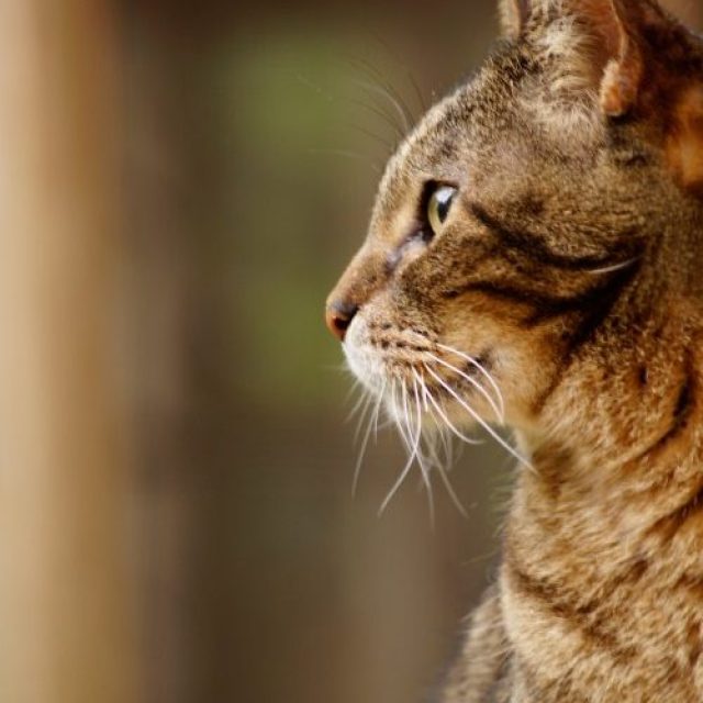 ما هو داء الجليكوجين عند القطط ؟