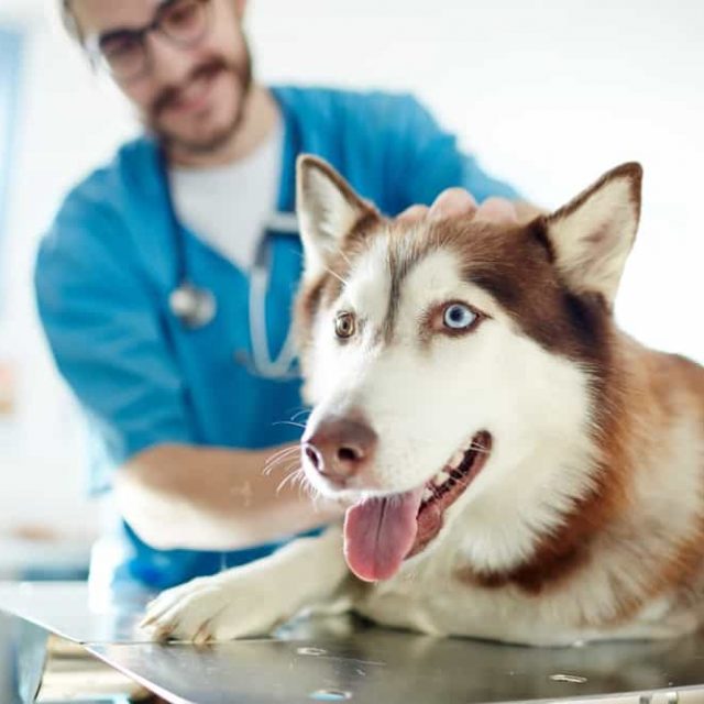 تجلط الدم فى الرئتين عند الكلاب “تفاصيل الحالة”