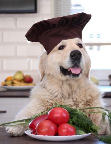 مقال شامل حول تسمم الطماطم فى الكلاب