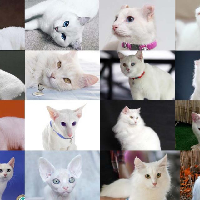 أنواع القطط البيضاء بالصور .. 15 نوع هل تعرفهم ؟