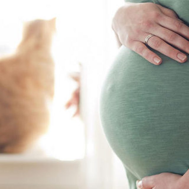 كيفية الوقاية من داء القطط للمرأة الحامل