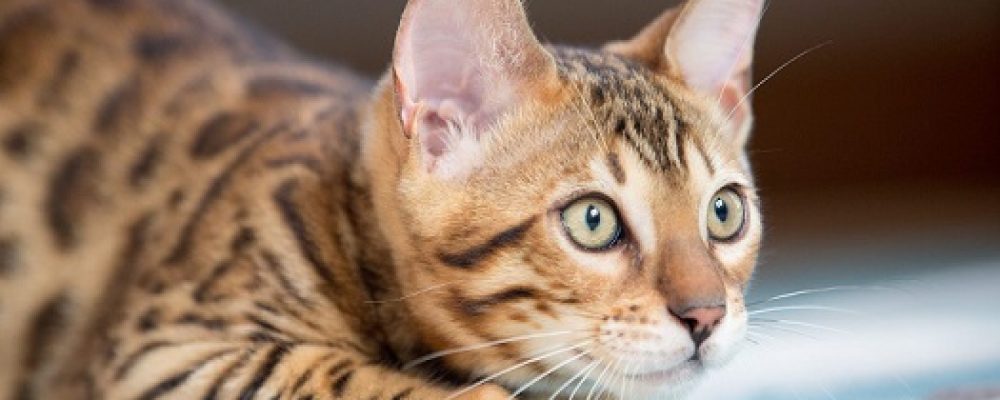 سرطان الاذن عند القطط.. هل له علاج ؟