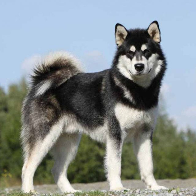 صفات كلاب الاسكا مالموت Alaskan Malamute