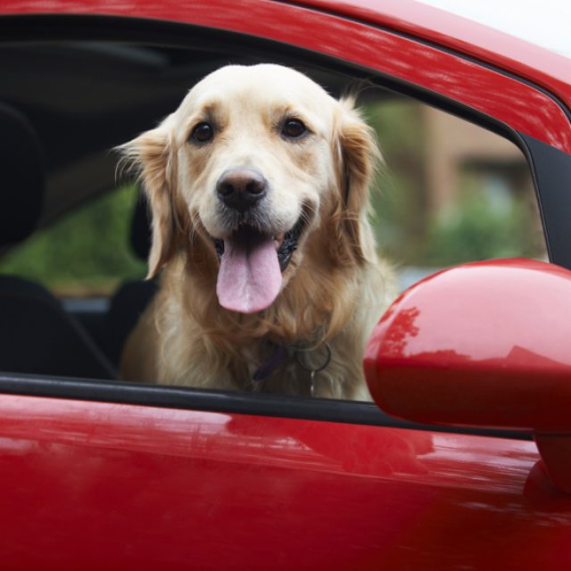 7 نصائح عند السفر مع الكلاب والقطط بالسيارة