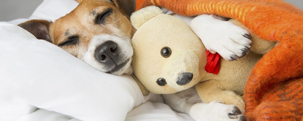 11 نصيحة للحفاظ على صحة الكلب قبل فصل الشتاء