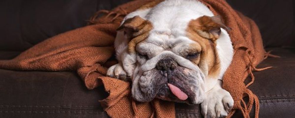 علاج الغدة الدرقية عند الكلاب
