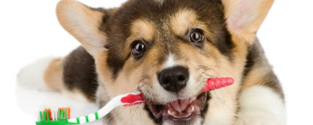 تنظيف اسنان الكلاب في المنزل بطريقة سهلة بالتفصيل
