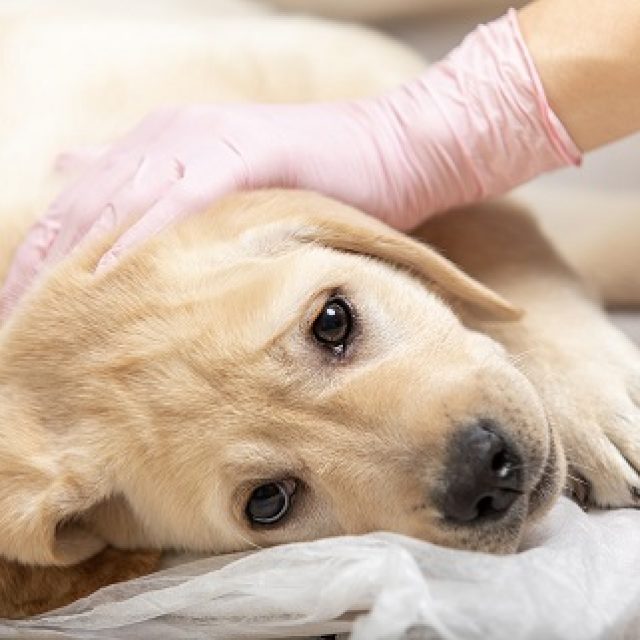 اسباب نقص افرازات البنكرياس عند الكلاب
