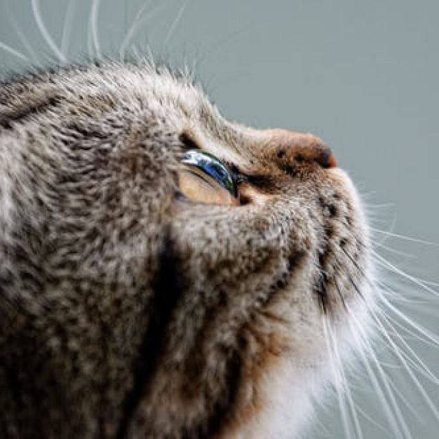 عدوى الثدى الجرثومية عند القطط “مقال شامل”