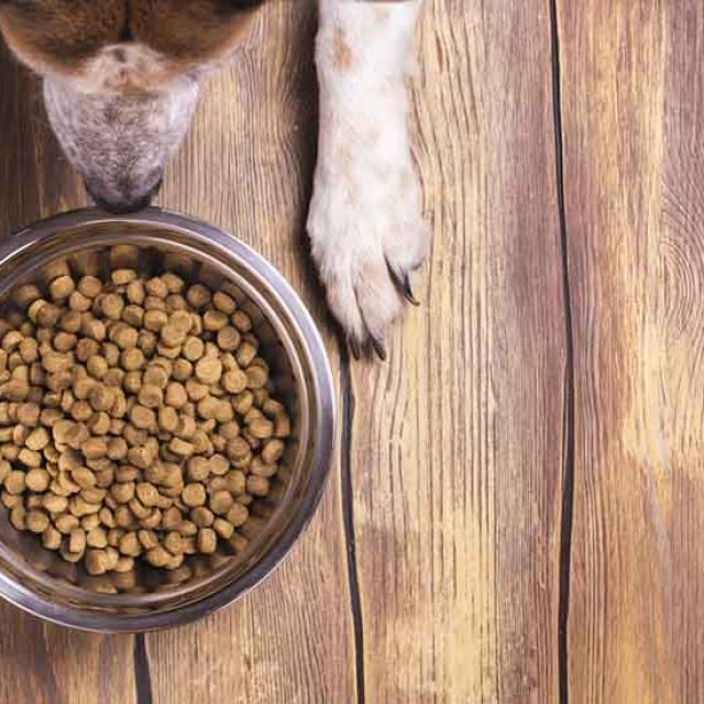 ما هى اعراض حساسية الصويا عند الكلاب ؟