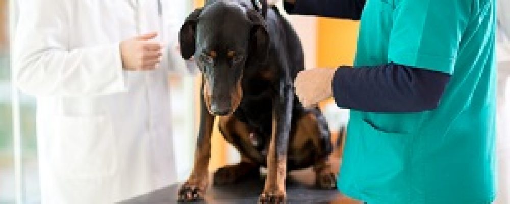 امراض العمود الفقرى التقدمية عند الكلاب