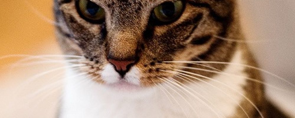 ماذا تعلم عن عيون الكريز عند القطط ؟