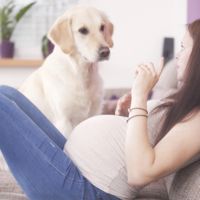 اضرار الكلاب على المرأة الحامل