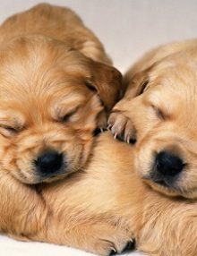 كيفية تنظيم اوقات النوم عند الكلاب