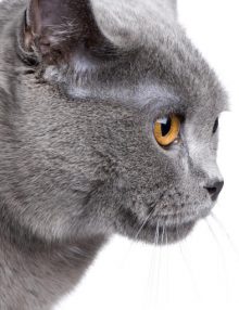 تفاصيل عن نقص تنسج المخيخ عند القطط