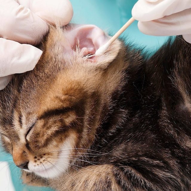 علاج جرب الأذن في القطط بجميع أنواعها