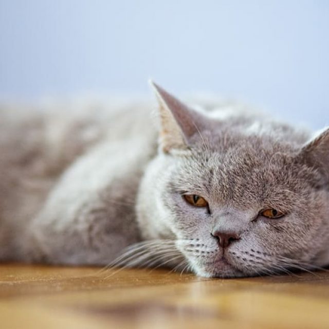 خطورة امراض جلد الانف عند القطط
