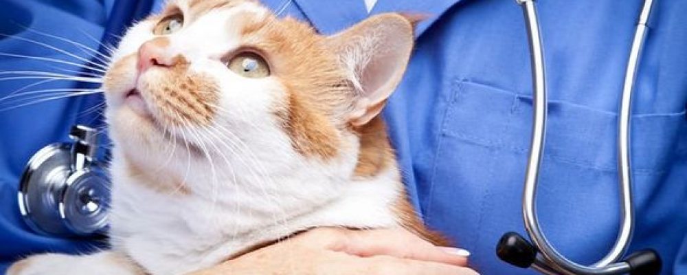 تراكم سوائل الرئة عند القطط “Chylothorax”