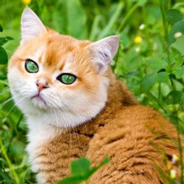 علاج تقرح قرنية العين عند القطط